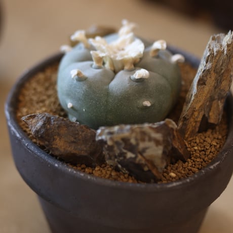 Lophophora williamsii (大型鳥羽玉) × YAMABACHI var. takero pot  no.117-4