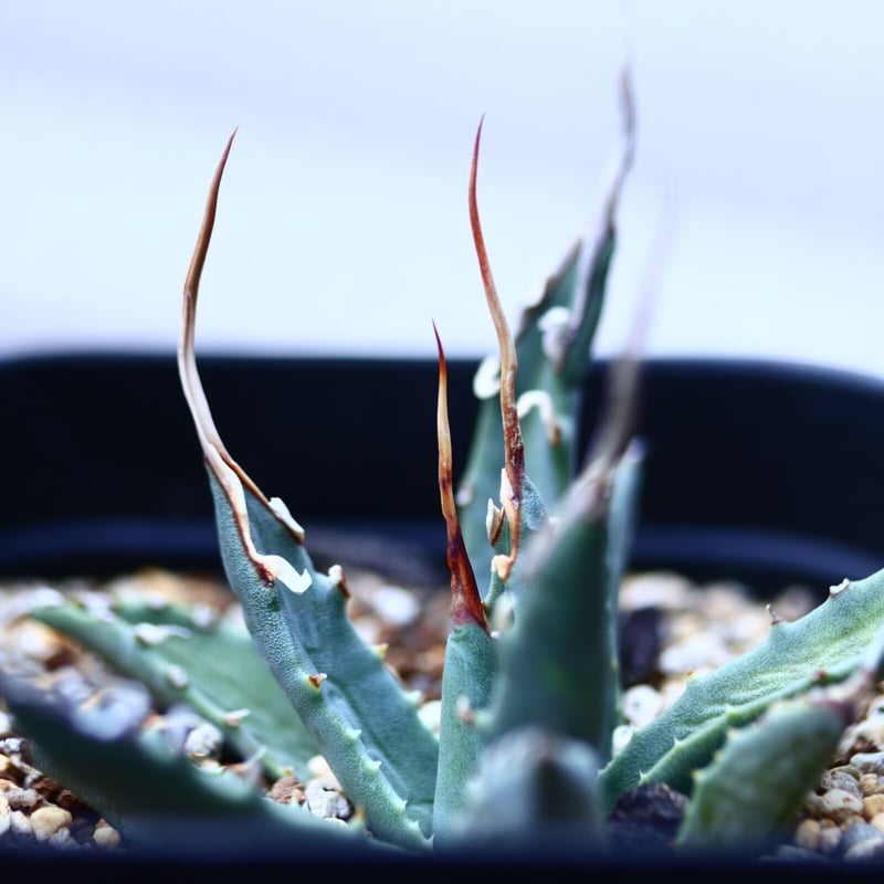 アガベ ユタエンシス エボリスピナ Agave uthaensis var. ebo アガベ ユタエンシス エボリスピナ Agave uthaensis var. ebo