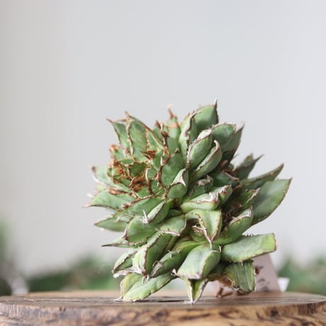 Agave titanota filigree Devil / Style of Chika　no.42194