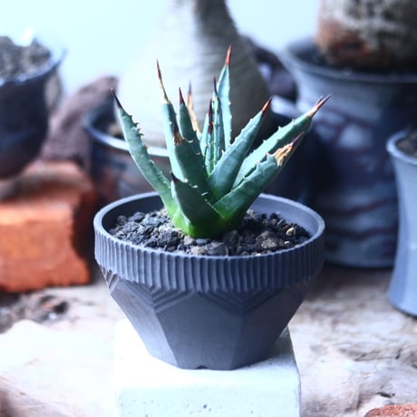 アガベ   ユタエンシス  ネバデンシス    Agave uthaensis var. nevadensis    no.61407
