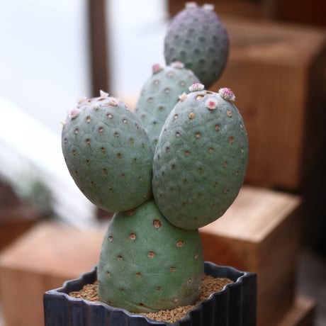 テフロカクタス ゲオメトリクス / Tephrocactus geometricus   no.31964