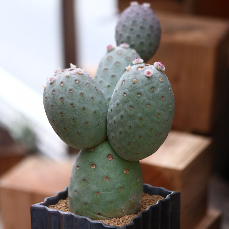テフロカクタス ゲオメトリクス / Tephrocactus geometricus no テフロカクタス ゲオメトリクス / Tephrocactus geometricus no