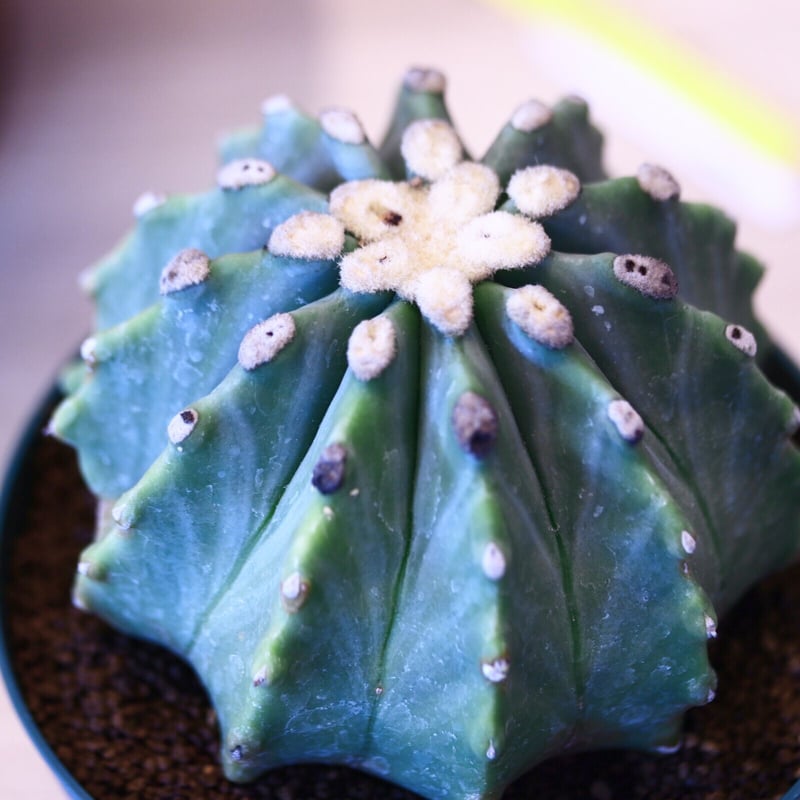 フェロカクタス 刺無王冠竜 / Ferocactus glaucescens f. nuda