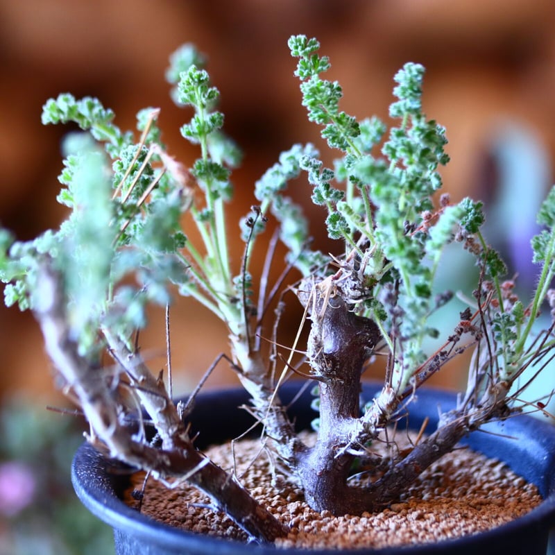 ペラルゴニム アルテルナンス Pelargonium alternans no.1