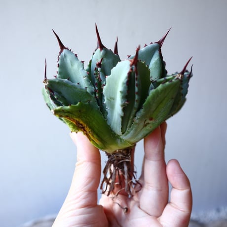 アガベ   キュービック　Agave potatorum f.monstrosa 'cubic'    no.111012