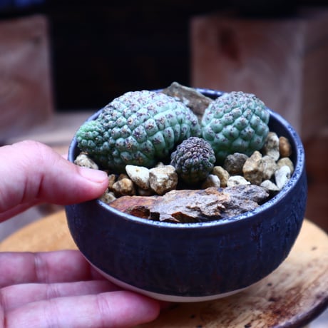 ラリレアキア カクティフォルメ  仏頭玉 3ヘッド／Larryleachia cactiformis　 no.53018