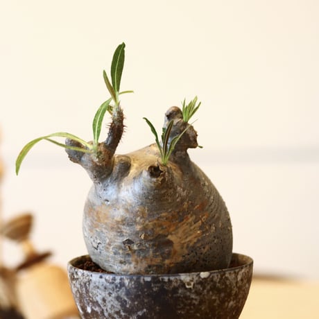 パキポディウム  グラキリス / Pachypodium  gracilius   no.52101