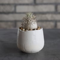 Pachypodium enigmaticum × N/OH (2.5号)  no.628/81