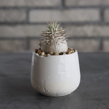 Pachypodium enigmaticum × N/OH (2.5号)  no.628/81
