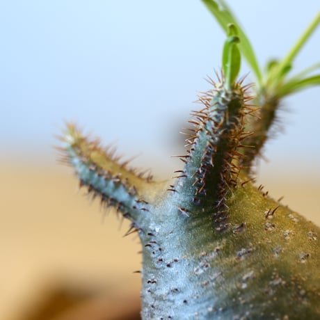 Pachypodium gracilius   no.32420
