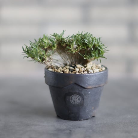Pachypodium gracilius 綴化 × YAMABACHI var. MASSES (3号)  no.713-9