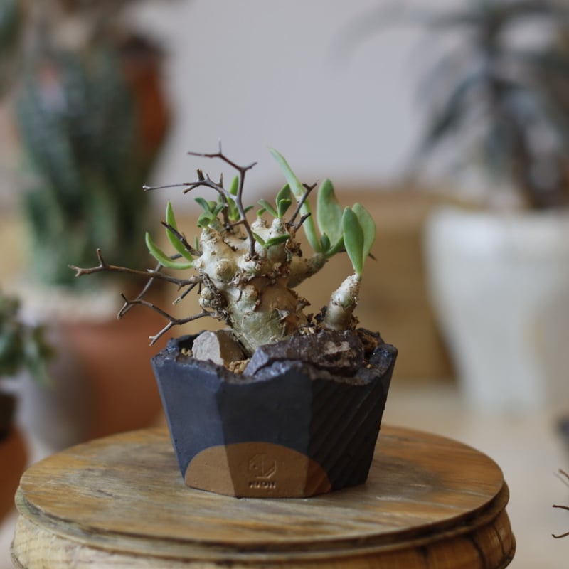 Tylecodon reticulate / 万物想 × N/OH (2.5号) no.10