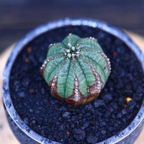 ユーフォルビア  オベサ     Euphorbia obesa    no.30719