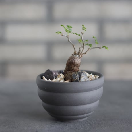 Operculicarya  pachypus × takero pot (3号)  no.419/85