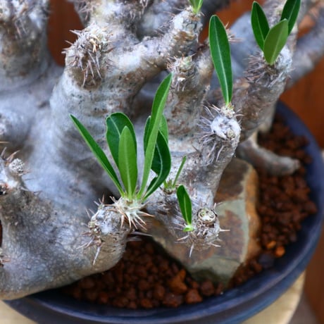 パキポディウム ブレビカリックス／Pachypodium densiflorum var. brevicalyx      no.60574