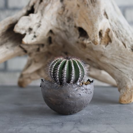 Uebelmannia pectinifera × takero pot (3号)  no.629-17