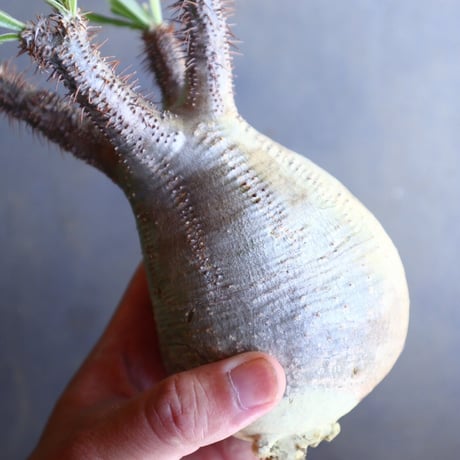 パキポディウム グラキリス 抜苗  Pachypodium rosulatum var. gracilius no.100634