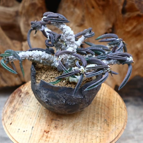 ユーフォルビア キリンドフォリア / Euphorbia cylindrifolia   no.31245