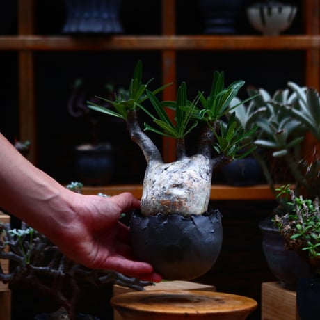 パキポディウム  グラキリス／Pachypodium  gracilius       no.91908