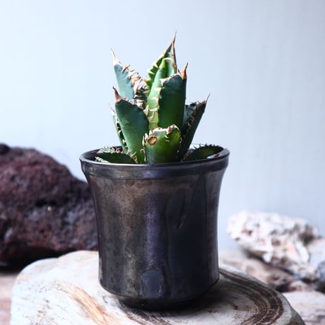 アガベ　チタノタ レッドキャットウィーズル 　Agave titanota"Red Catweezle”　no.72103