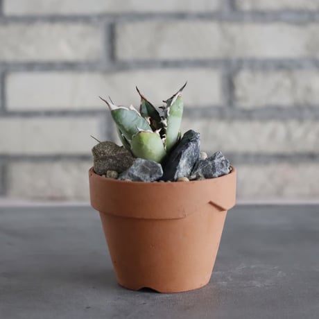 Agave titanota sp. No.1 × YAMABACHI (3号)  no.628/74