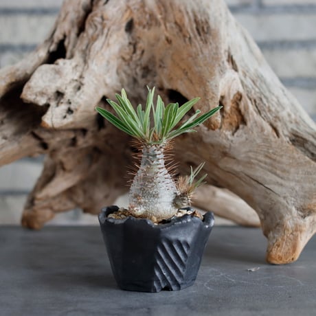Pachypodium gracilius (BANKSIA WORKS ) × N/OH (2.5号)  no.622-11