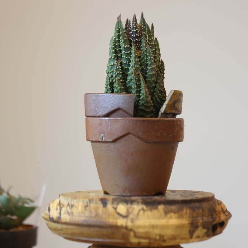 多肉植物　ハオルヤ 多肉植物：ハオルチア 十二の巻*L 幅8cm | サボテン＆多肉植物,多肉