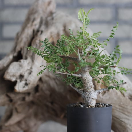 Boswellia neglecta Mutha × 備前鉢2.5号 / snp plants  no.607-4
