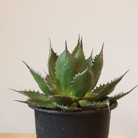 Agave horrida    no.920-26