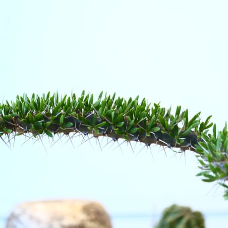 Didierea trollii × N/OH    no.91753