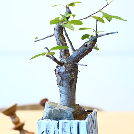 ブルセラ ファガロイデス / Bursera fagaroides   no.51402