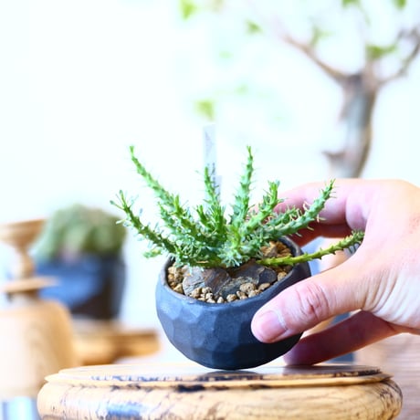 Euphorbia gorgonis × たけろうポット　  no.91709