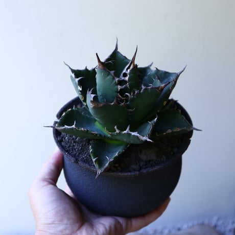 アガベ   チタノタ   FO-76   Agave titanota  "FO-76"  no.51905
