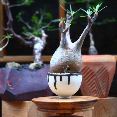 パキポディウム  グラキリス ／Pachypodium  gracilius     no.101033
