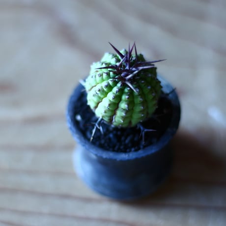 群星冠 Euphorbia stellispina  no.70505