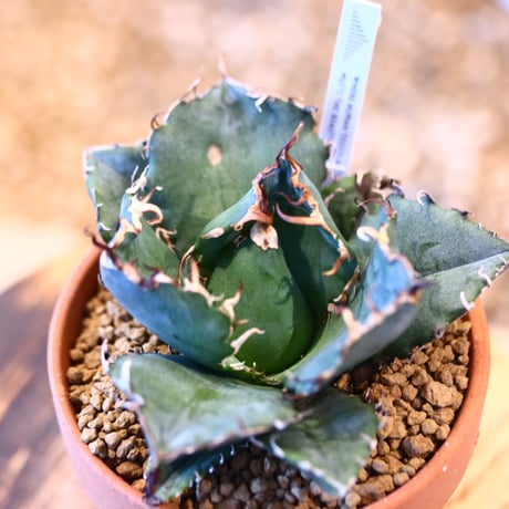 Agave titanota white Whale × YAMABACHI   no.123175