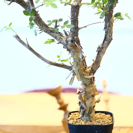 ブルセラ ファガロイデス / Bursera fagaroides   no.62515