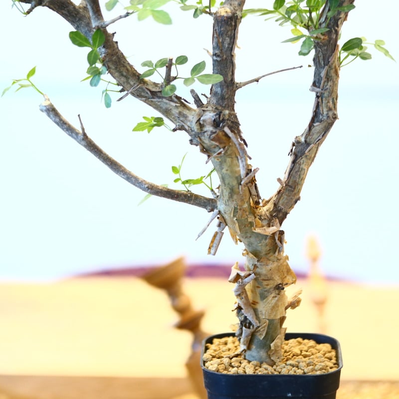 ブルセラ ファガロイデス / Bursera fagaroides no.62515 |
