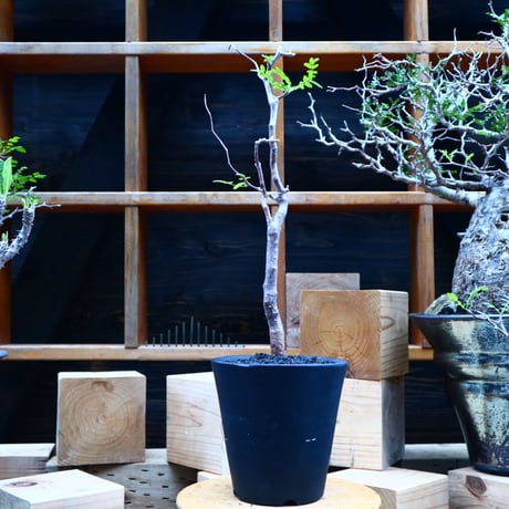 コミフォラ モンストローサ   Commiphora monstrosa   no.81539