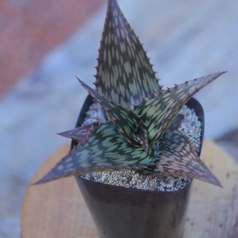 アロエ ソマリエンシス Aloe somaliensis no.20706 | 芽の巣山