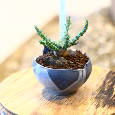 Euphorbia gorgonis × N/OH   no.11403