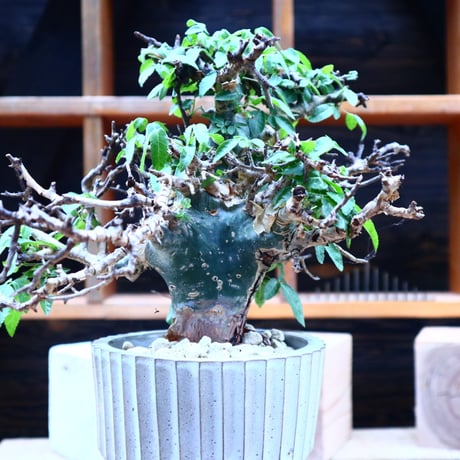 コミフォラ エミニー ／Commiphora eminii   no.72502