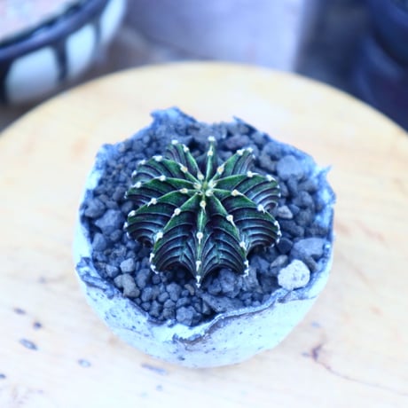 ギムノカリキウム   フィードリッフィーLB2178／Gymnocalycium friedrichii    no.71853