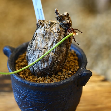 Pelargonium triste × joint pot   no.123118