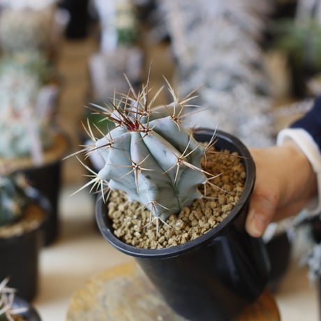 Echinocactus ingens / 巌 (3.5号)  no.1226/6