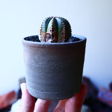 ユーフォルビア  オベサ    Euphorbia obesa　no.32219