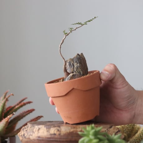 Operculicarya pachypus 実生 × YAMABACHI  no.51921