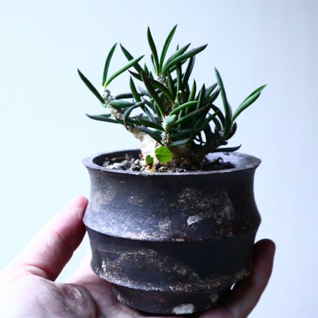ユーフォルビア キリンドフォリア    Euphorbia cylindrifolia   no.102738