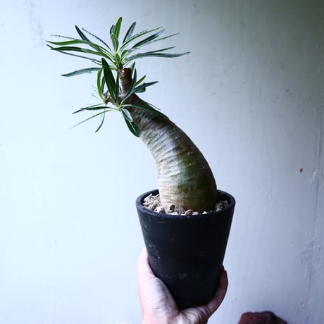 パキポディウム グラキリス   Pachypodium rosulatum var. gracilius no.102733