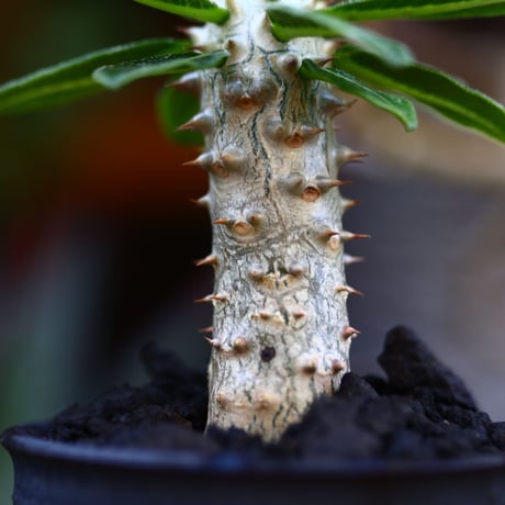 パキポディウム タッキー／Pachypodium'Tackyi'        no.91202